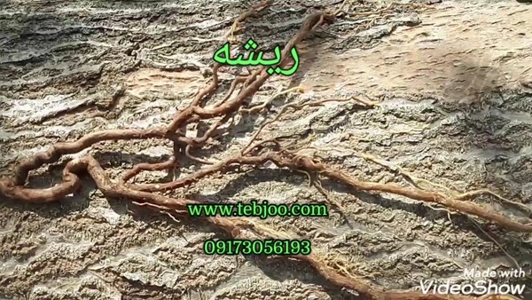 ریشه نهال پالونیا هیبرید اصلاح شده نهال ریشه دار پالونیا ریشه درخت پالونیا ریشه پالونیا قیمت نهال پالونیا مشاوره رایگان پالونیا مزرعه پالونیا